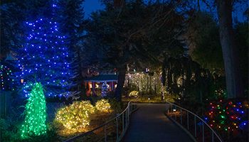 Trees and bushes lit up with beautiful and colorful lights at Gilroy Gardens