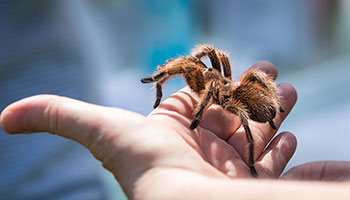 Person holding a tarantula in their hand