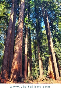 Large redwoods at Mt. Madonna