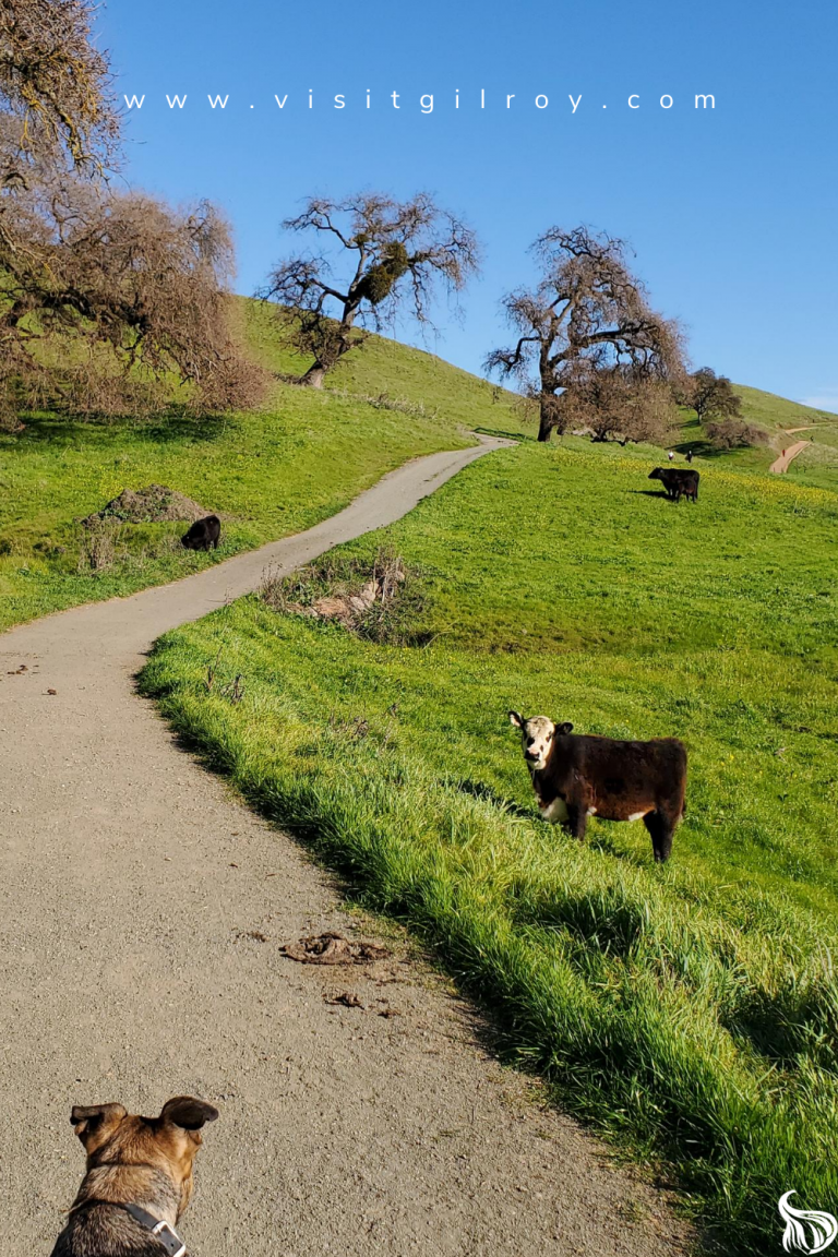 Coyote Lake Harvey Bear Ranch County Park - Gilroy, California - Visit