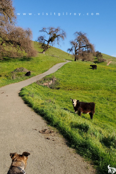 Black and brown cows walking on a green hillside