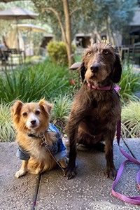 Two Dogs Together in Courtyard of Gilroy Restaurant