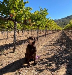 Dog sitting in the middle of a row of grapevines