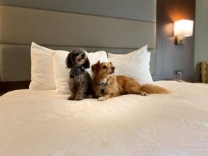 A small gray dog and small tan dog on white bed in hotel room