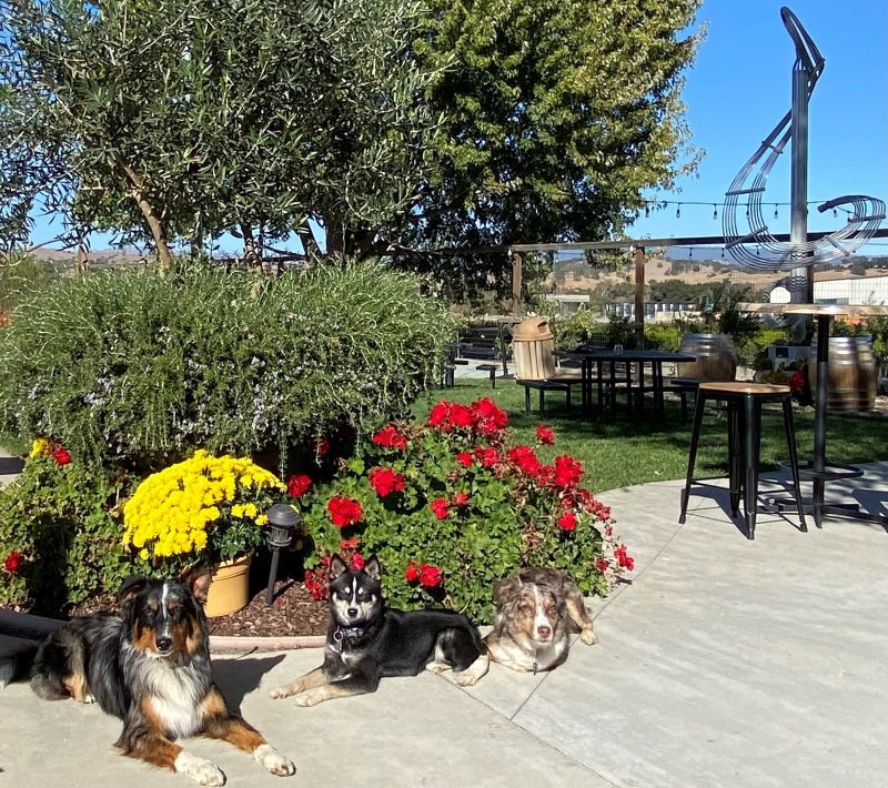 Three dogs at a winery with musical sculpture in background