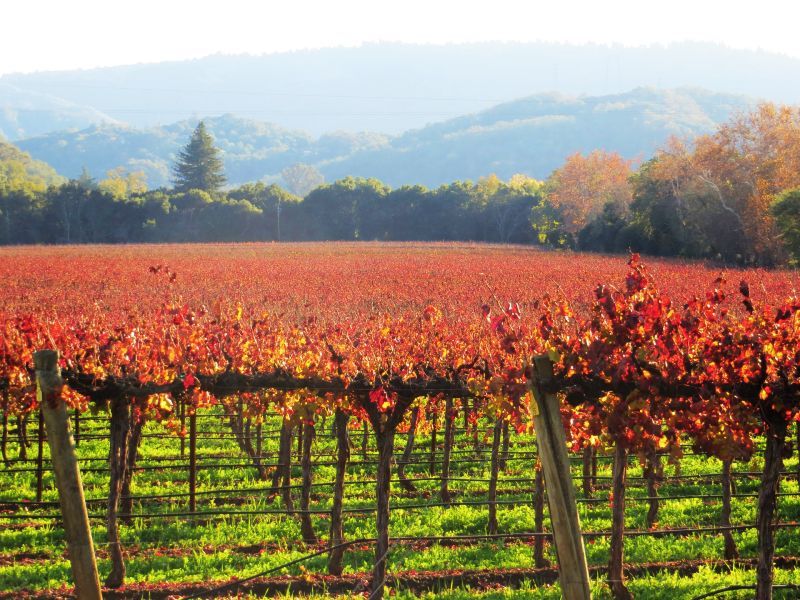 Fall-colored leaves on a vineyard with green, tree-covered hills in the background