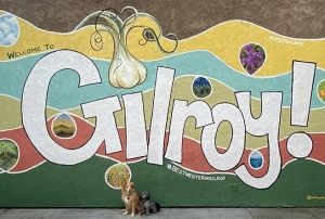 Tan and grey dog sitting under "Welcome to Gilroy" mural