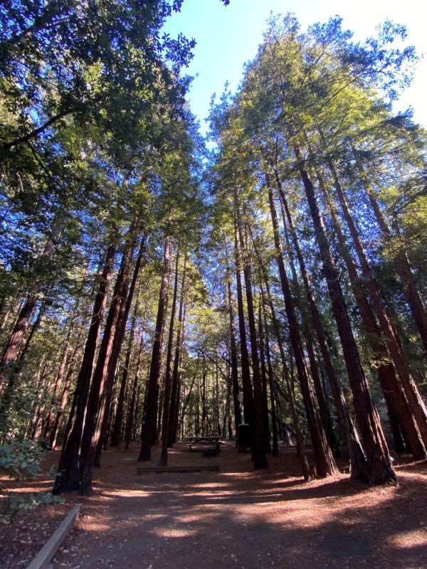 A campsite at Mt. Madonna County park surrounded by tall redwoods