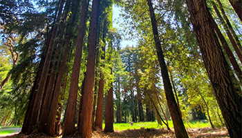Redwoods trees with green grass and picnic tables