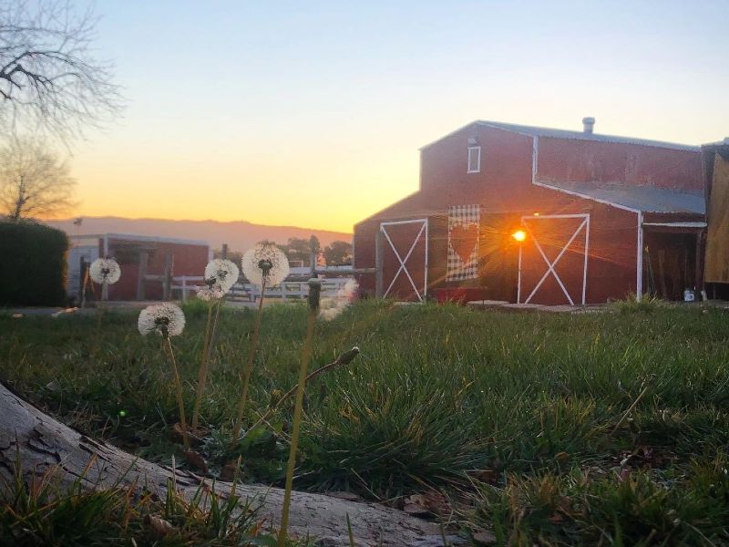a red barn with a sunset in the sky and dandelion seeds and green grass in the forefront
