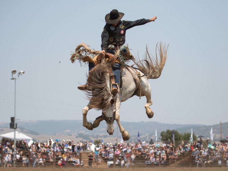 cowboy in black on white bucking bronco in the air with people in the stands in the background