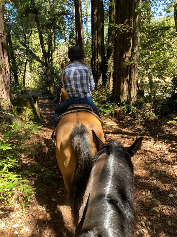 three horses with one rider visible in a checkered shirt with redwood trees and dirt path