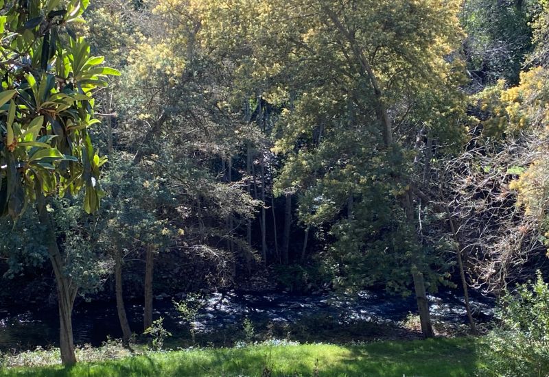 a creek running through the trees
