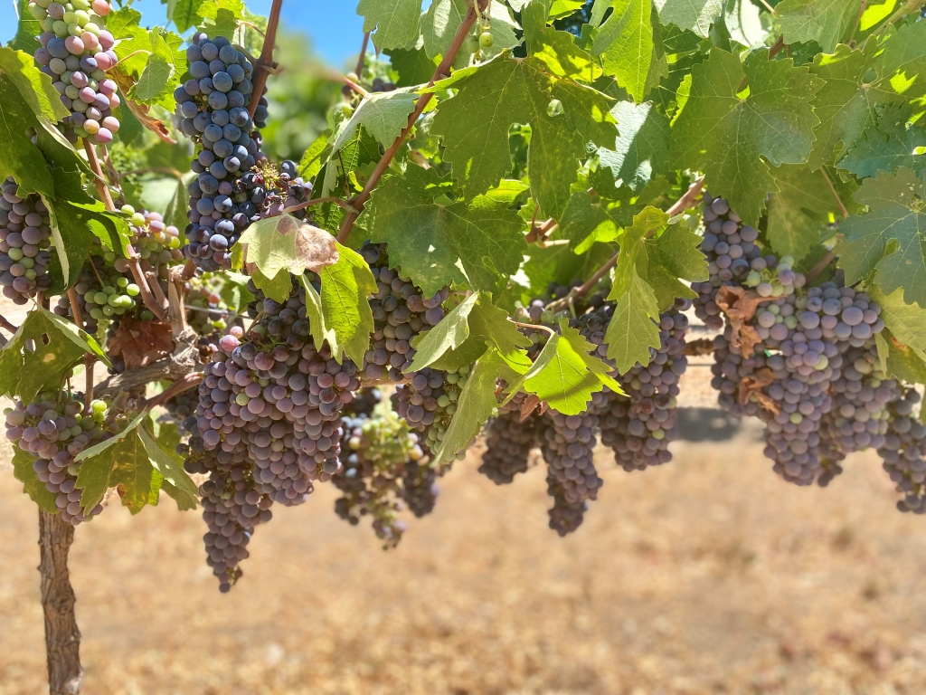 purple grapes on a grapevine close-up
