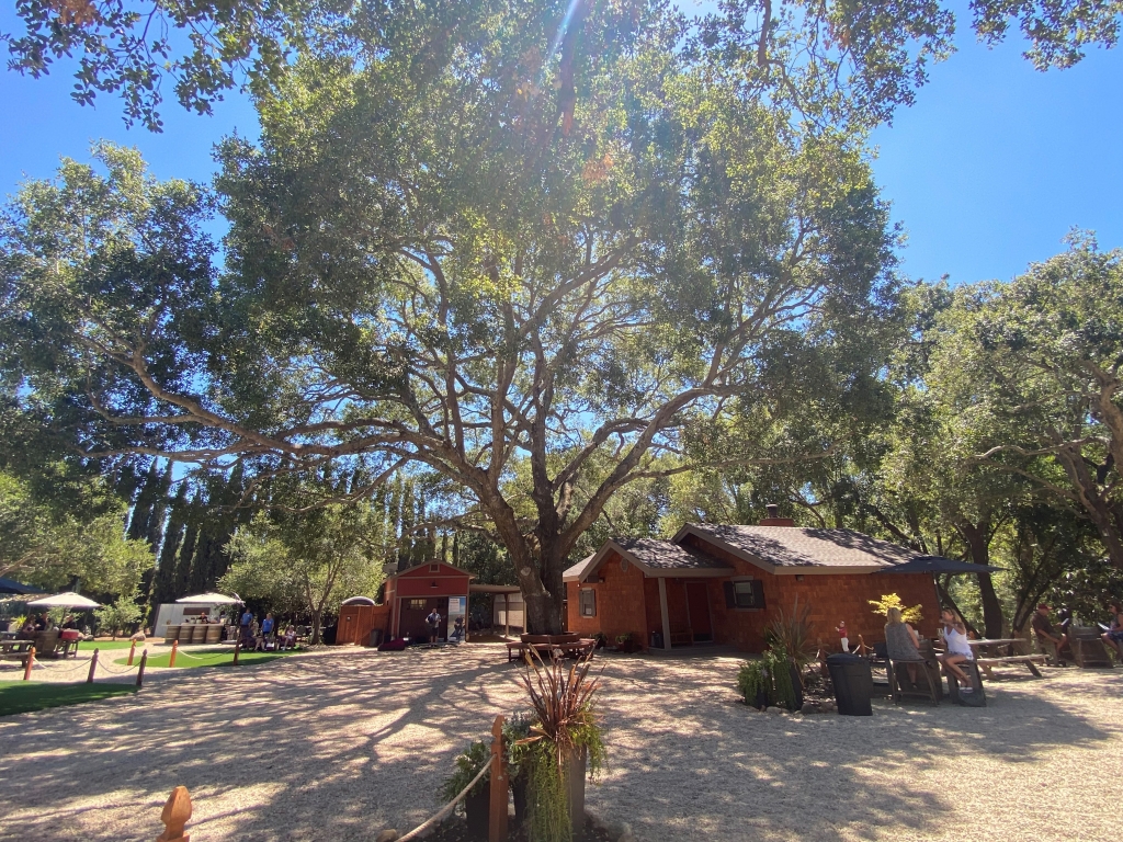 people sitting at tables outside with a giant oak tree and a small house