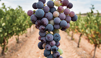 Purple grapes inside of a vineyard