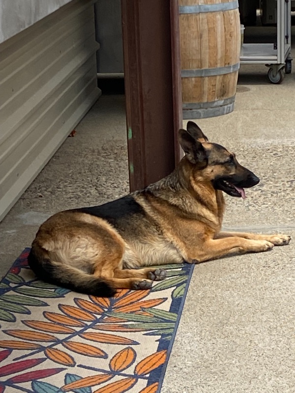 a German Shepherd lying down on an outdoor rug by a pole