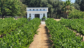 White building, a small wine tasting room, in front of a green vineyard.