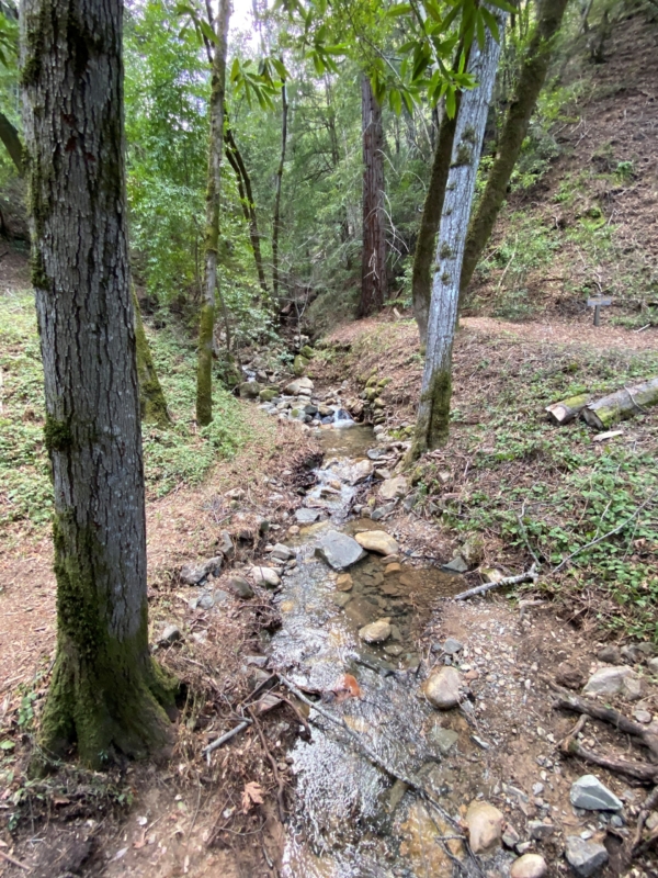 a stream flows through the woods