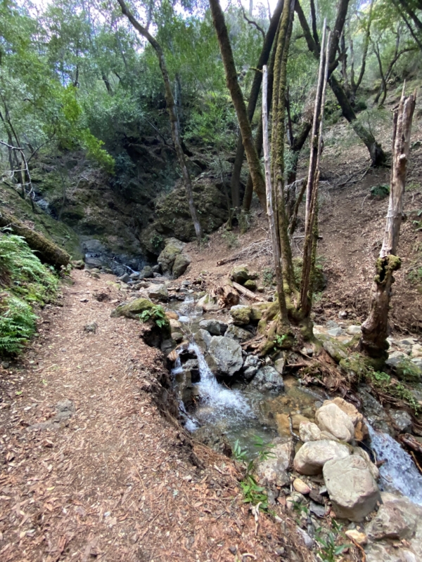 a path follows a stream through the woods