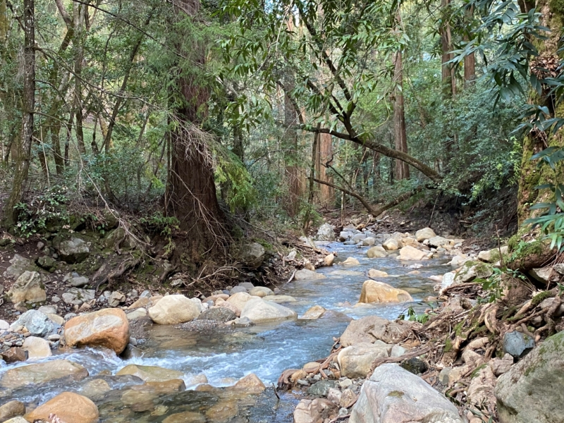 a stream flowing by a redwood tree and through the woods and past rocks