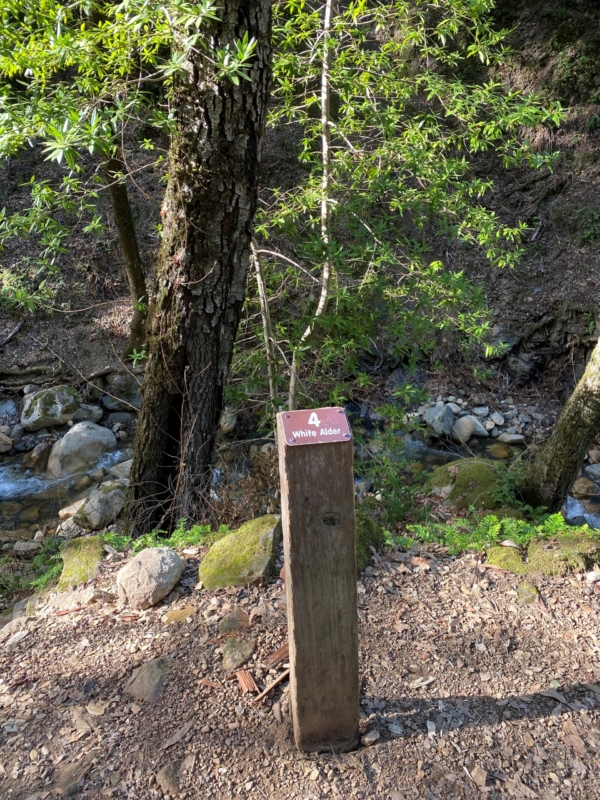 A wooden sign along a trail identifying a tree nearby
