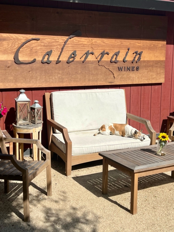 a small white and brown dog lies on a chair in the sun under a winery sign