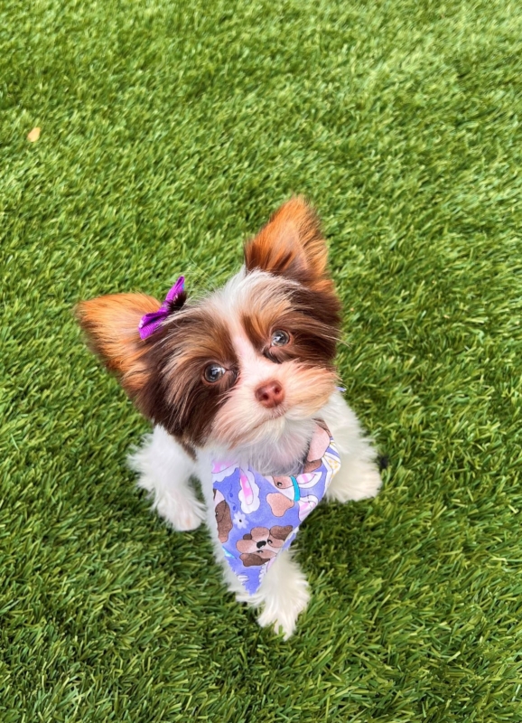 a small white and brown dog looking up on the grass with a purple ribbon and a purple bandana