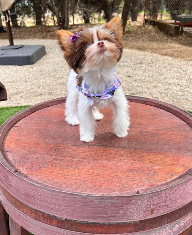 a very small white and brown dog on a wine barrel table