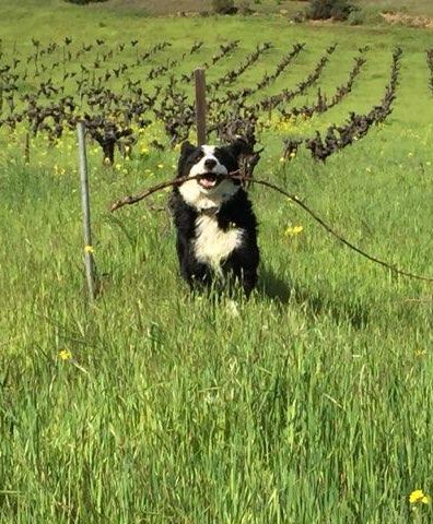 a black and white dog with a stick in his mouth runs through green grass with a vineyard behind him