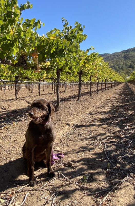 a brown dog sitting in a vineyard