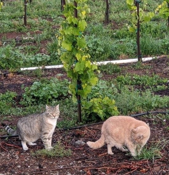 two cats in the vineyard