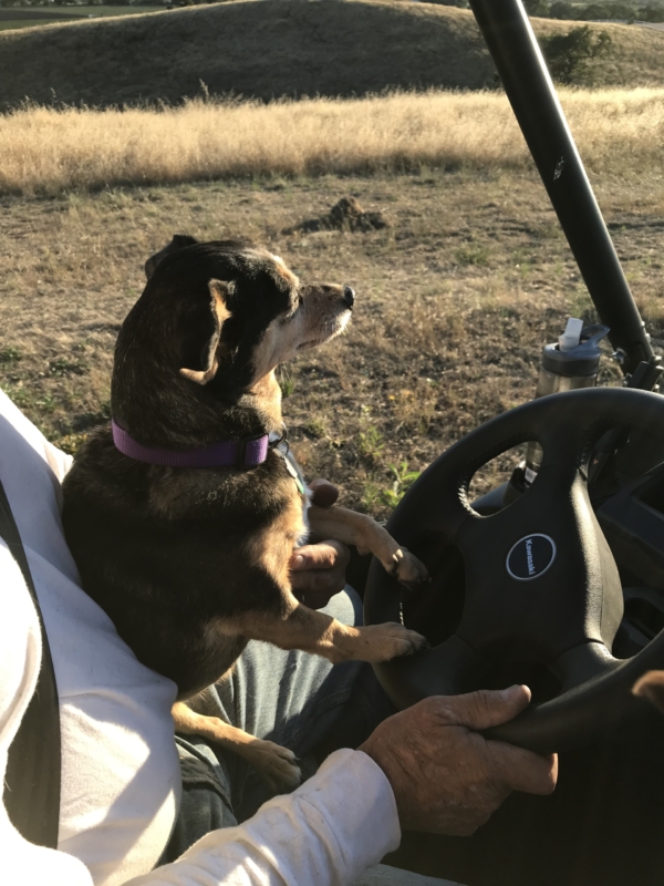 a small dog rides with a driver in a UTV
