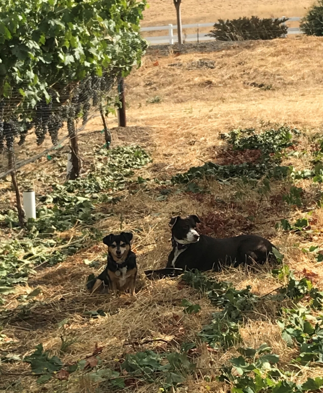 two dogs sit in a vineyard
