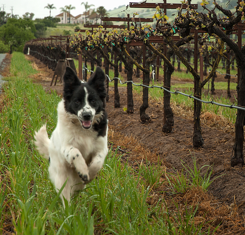 a white and black dog runs along the vines in a vineyard