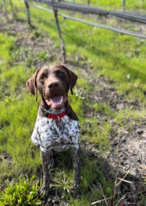 a brown and white dog smiling by the vineyard