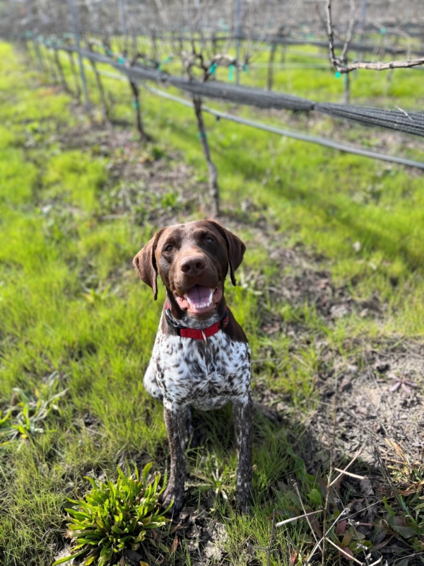 a brown and white dog smiling in the vineyard
