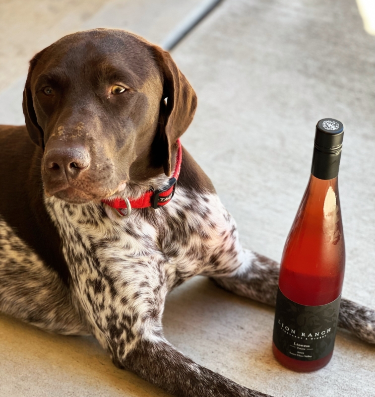 a brown and white dog with a bottle of wine