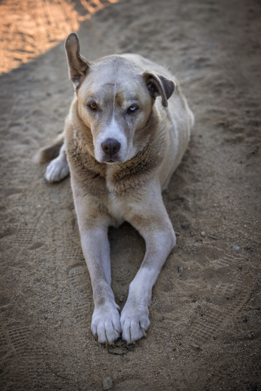 a large brown and white dog with one amber and one blue eye rests on the ground