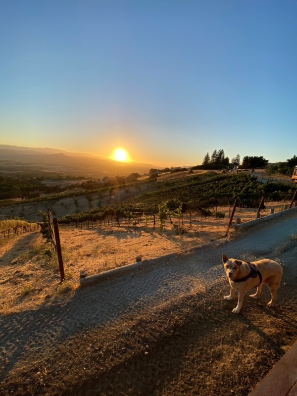 a large brown and white dog with a vineyard and a sunset behind him