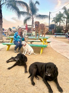 a woman sit on a picnic bench outside surrounded by six dogs