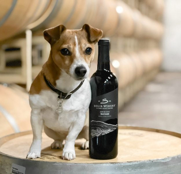 a little brown and white dog sits on a wine barrel next to a wine bottle