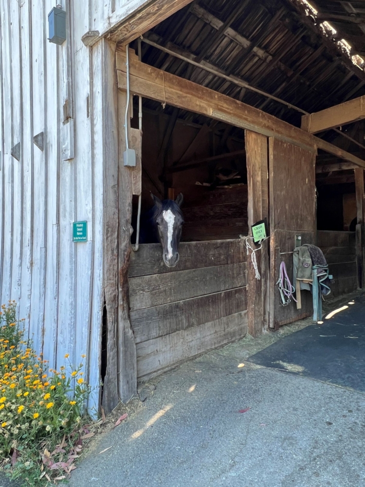 a horse peeks out from its stall in a stable