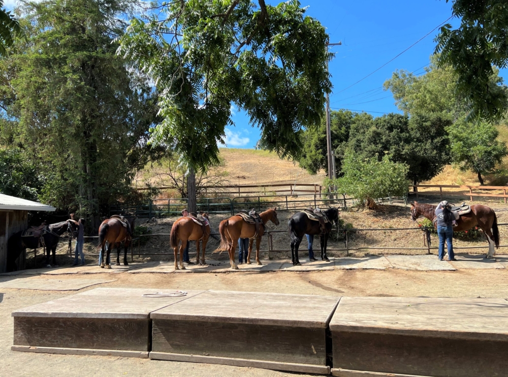 a group of horses are getting saddled by staff for a trail ride