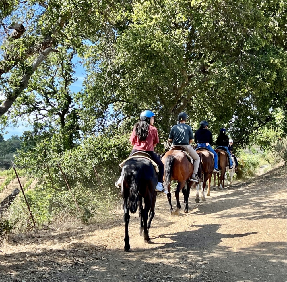 a group of people is riding horses under some trees on a trail