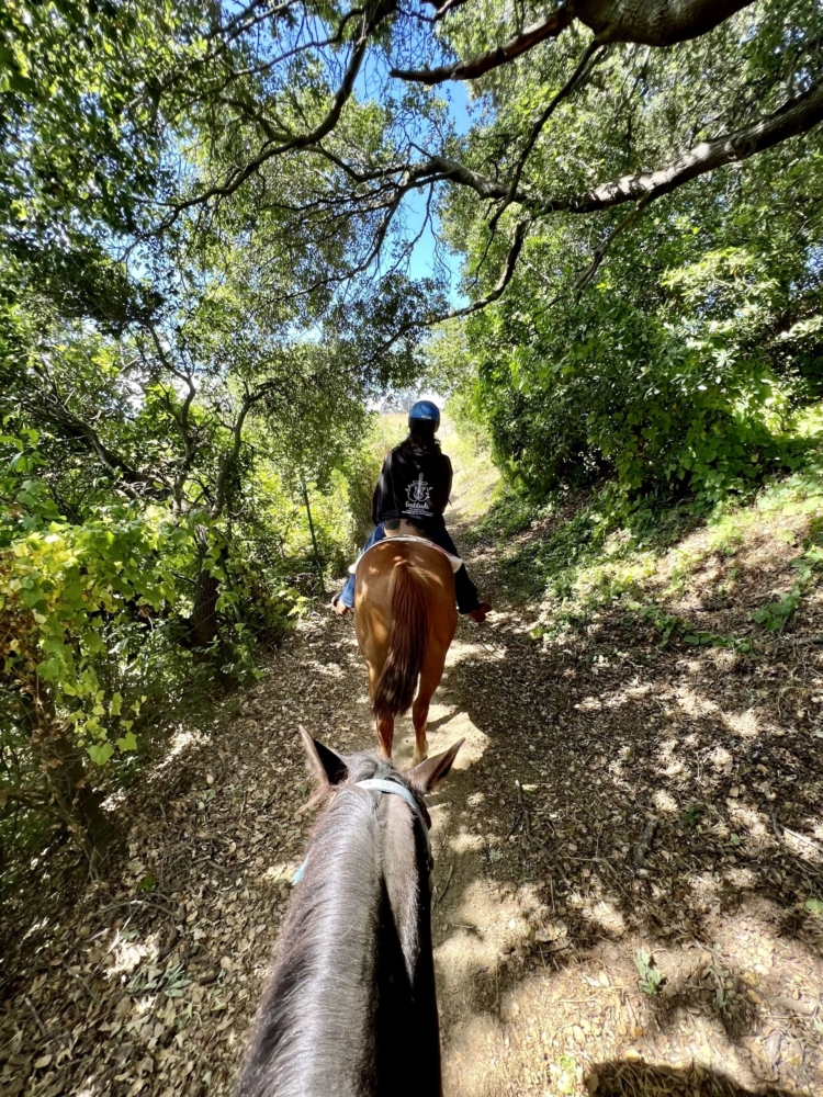 a woman on a horse rides under the trees on a dirt trail