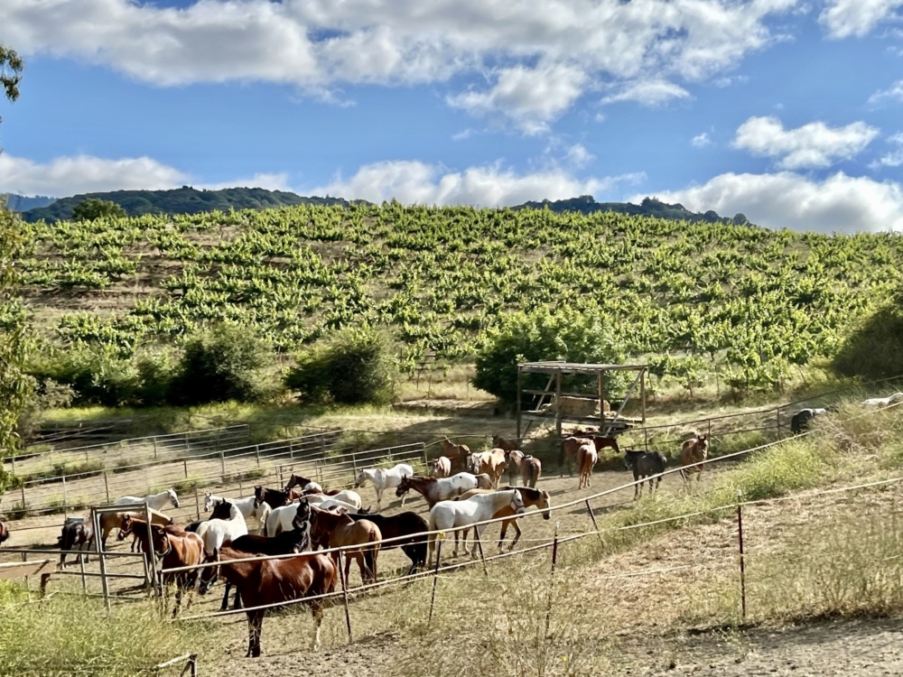 a group of horses in a corral with vineyards in behind them