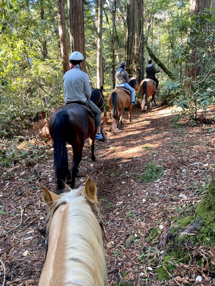 a group is riding horses through the redwoods
