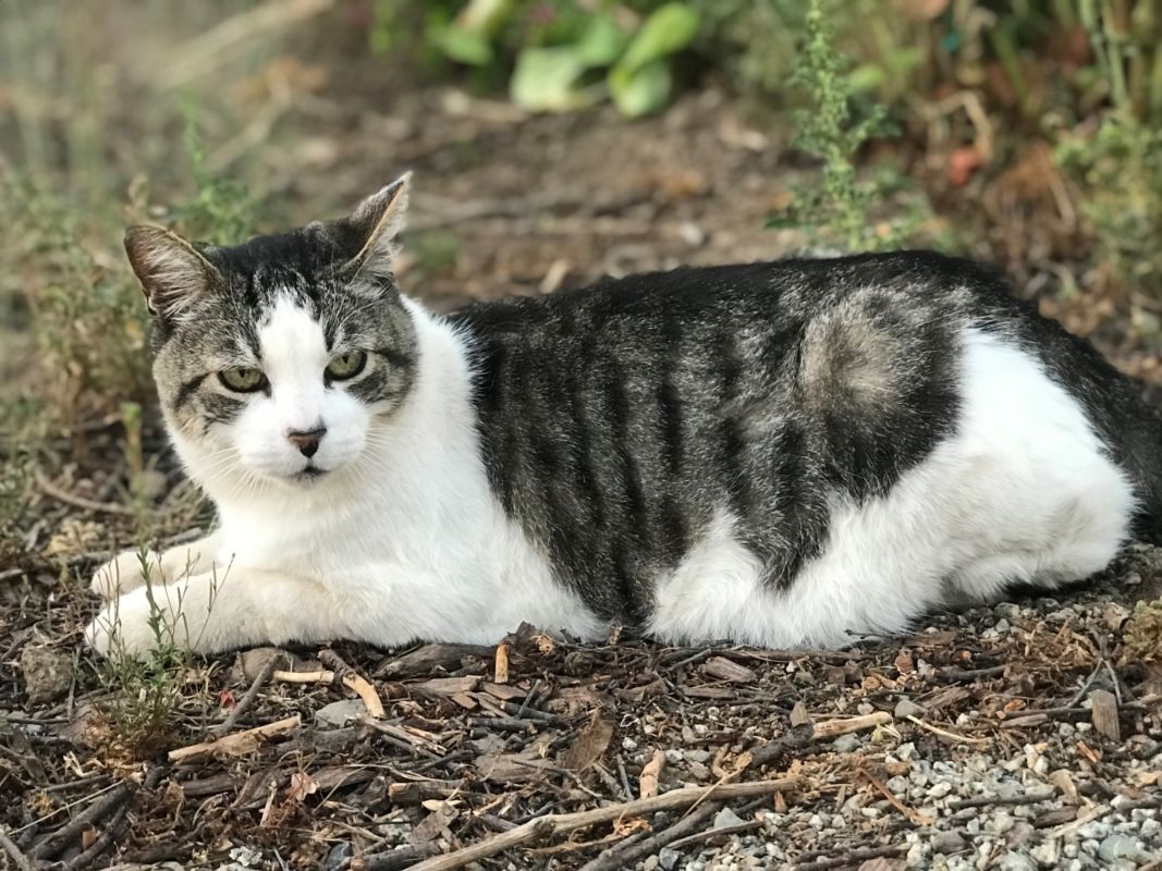 a white and gray and black tabby cat sitting on the ground outside