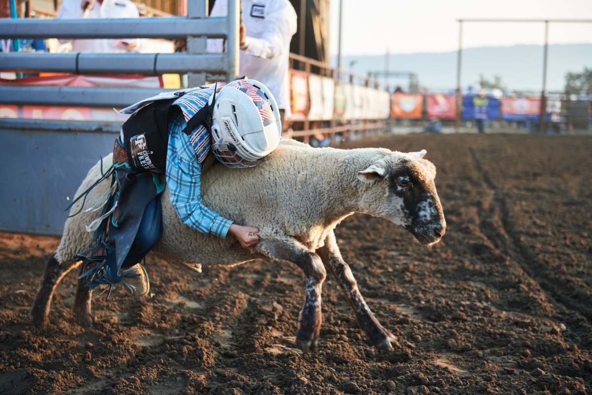 a child holds onto the back of a sheep at a rodeo
